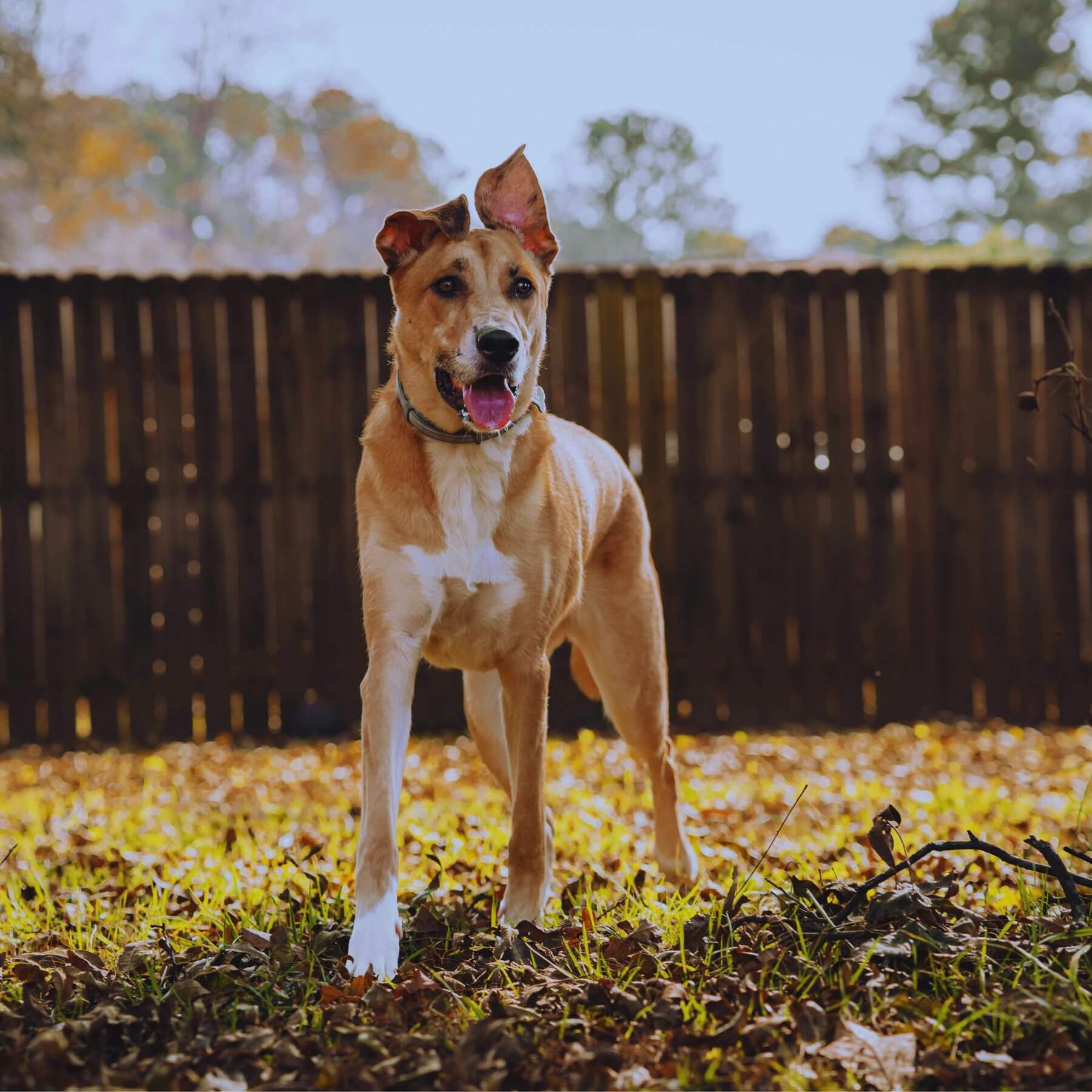 Local Etobicoke Dog Poop Cleanup You Can Count On