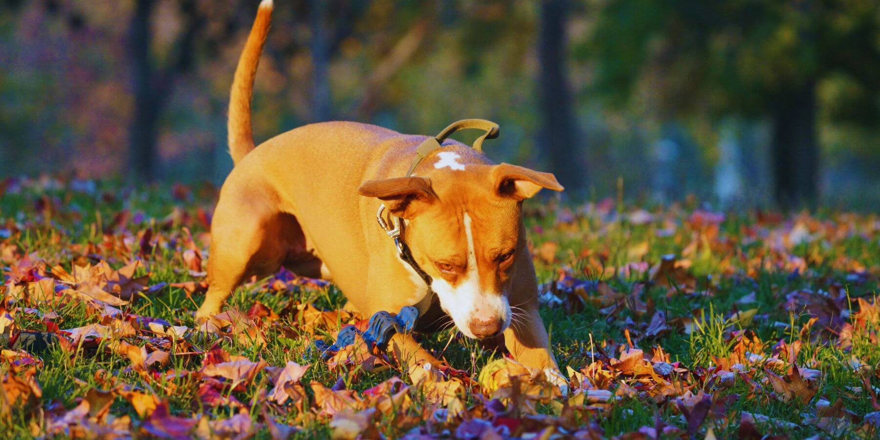 Oakville Dog Poop Scooper Service