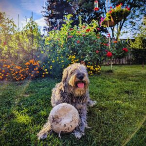 Spring Dog Poop Cleanup Service in Oakville