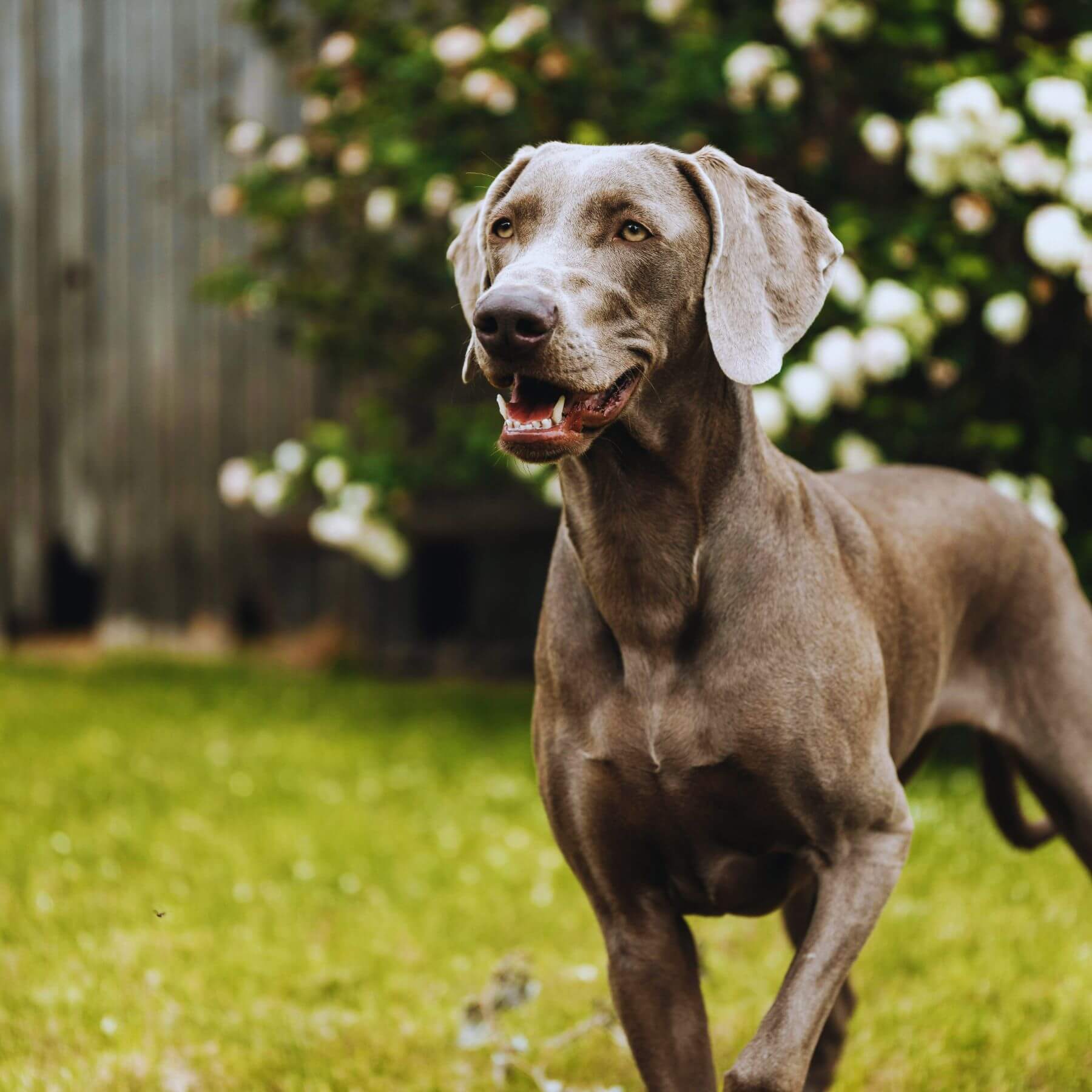 How Our Oakville Dog Poop Scooping Service Works