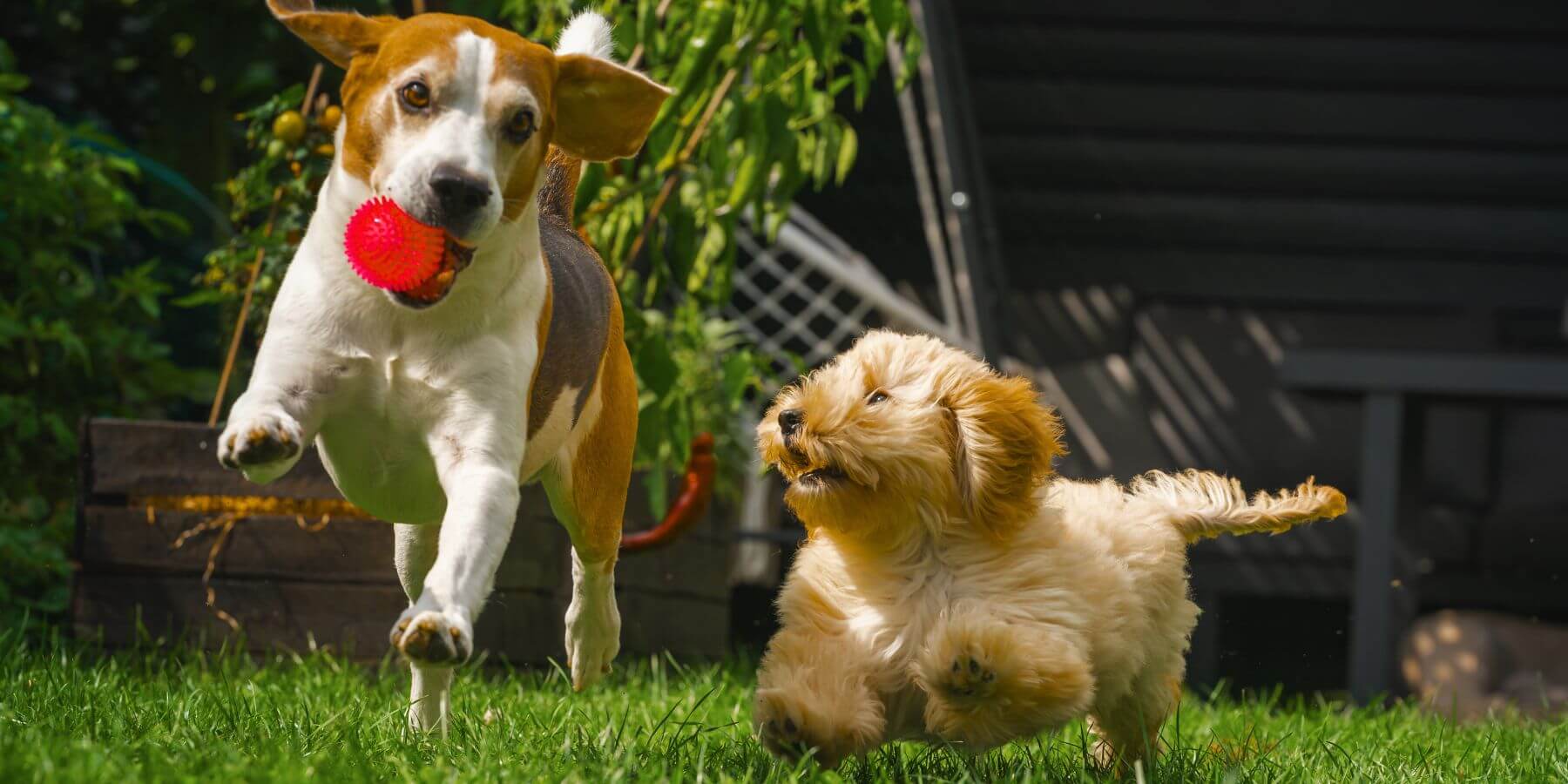 Etobicoke Dog Poop Scooper Service