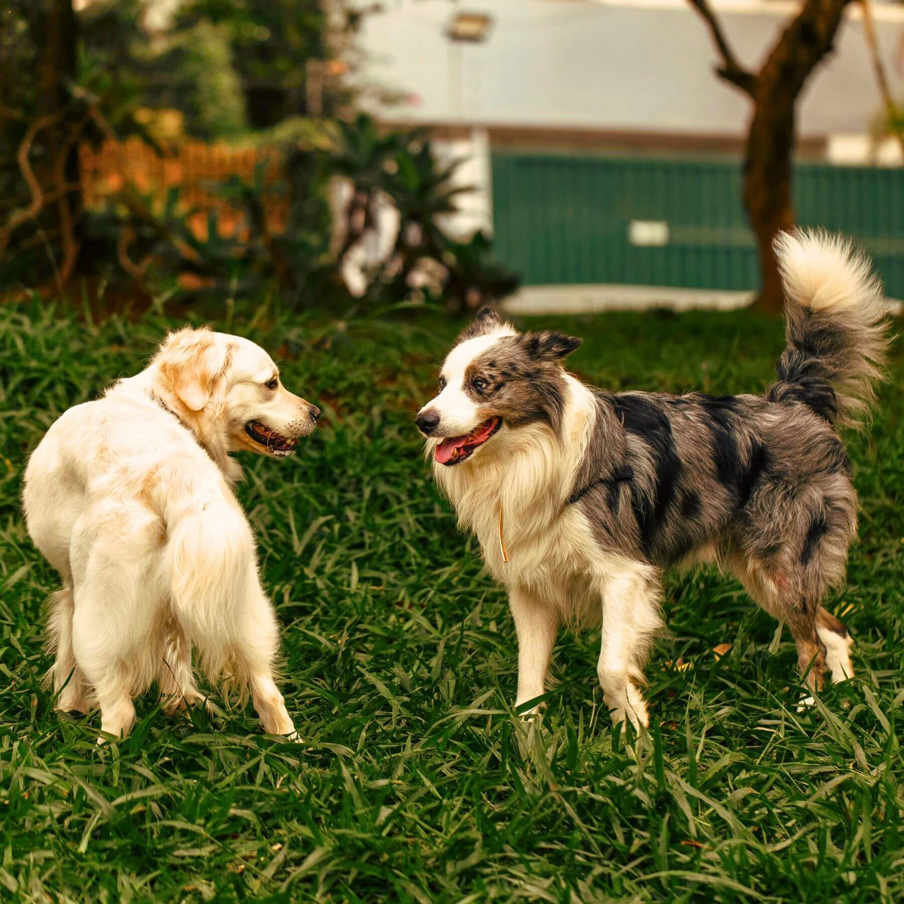 How Our Etobicoke Dog Poop Scooping Service Works