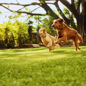 Book Your Dog Poop Pickup